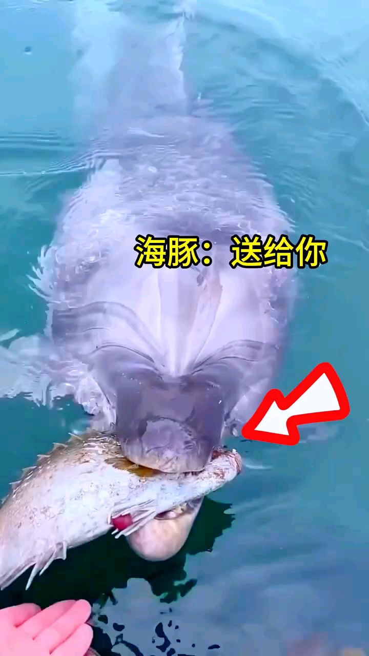 #知恩图报的海豚为男子送来鱼儿#海豚#动物世界#保护动物