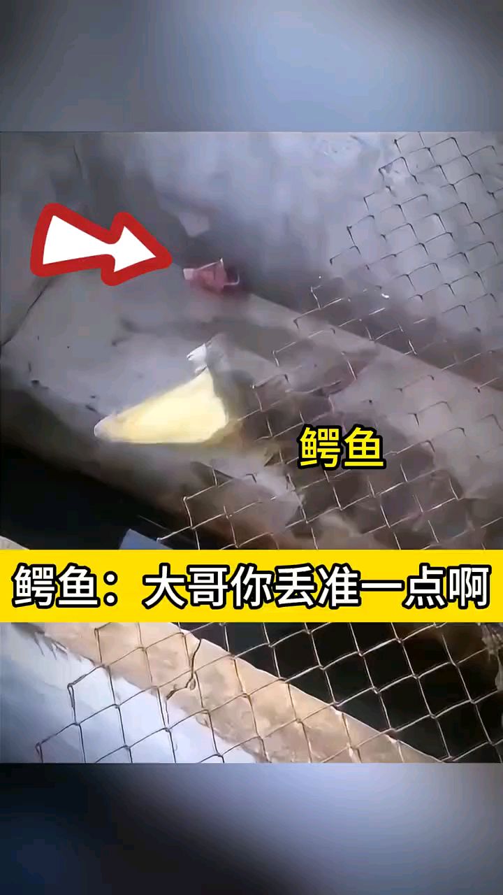#鳄鱼：大哥你丢准一点啊 #动物世界#鳄鱼#搞笑动物