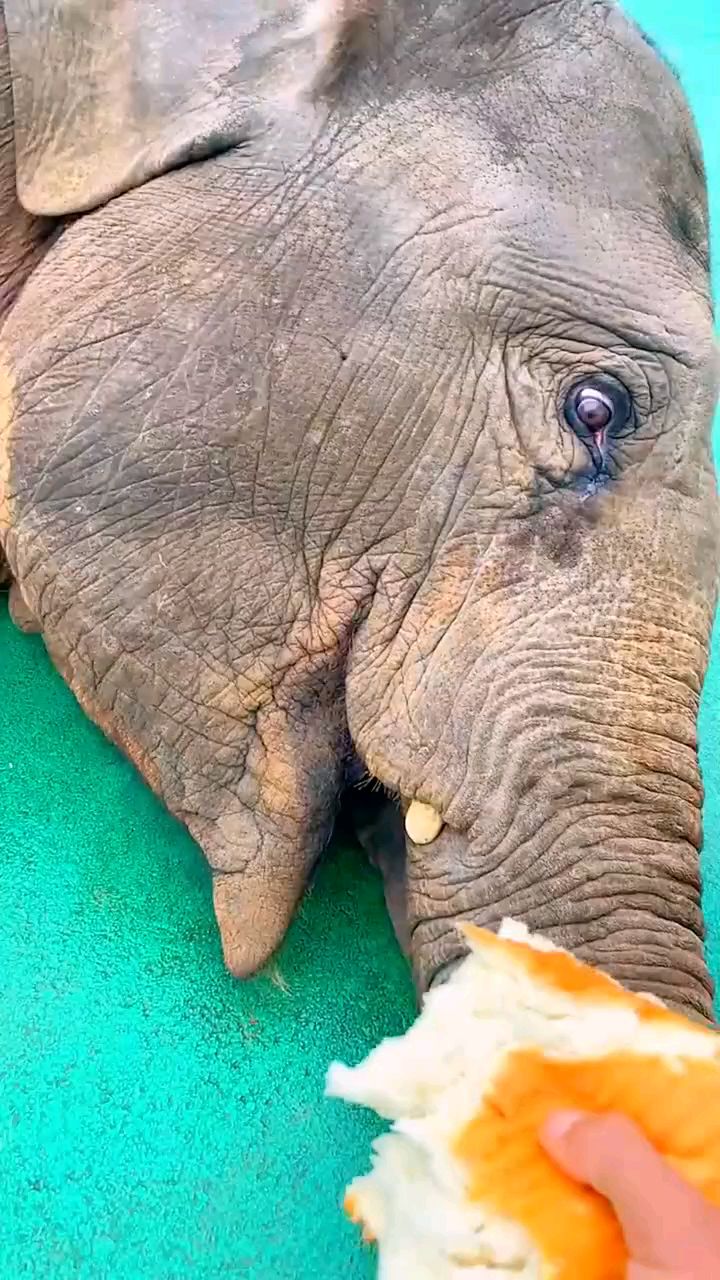#大象吃面包!#大象#动物世界#动物解说