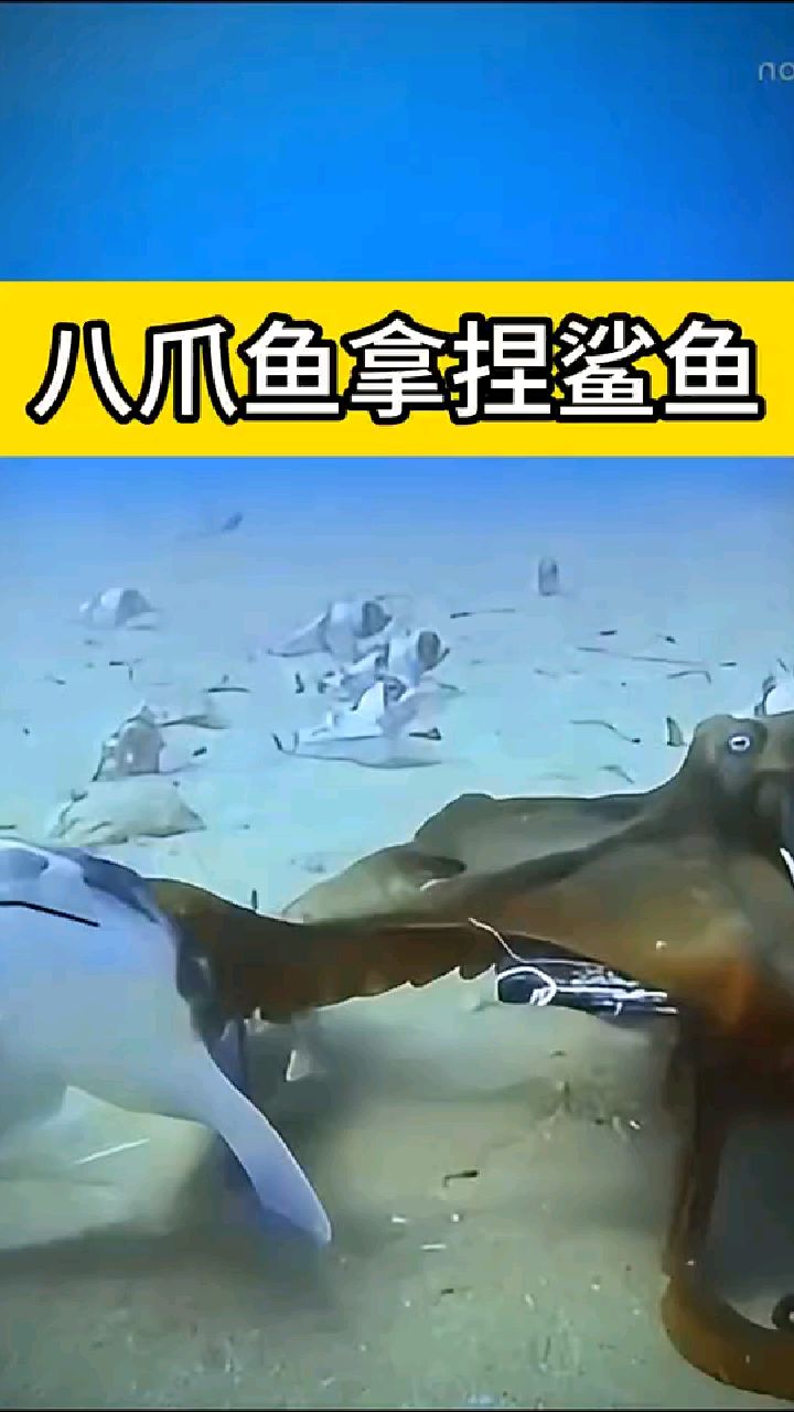#八爪鱼拿捏鲨鱼#动物世界#鲨鱼#八爪鱼