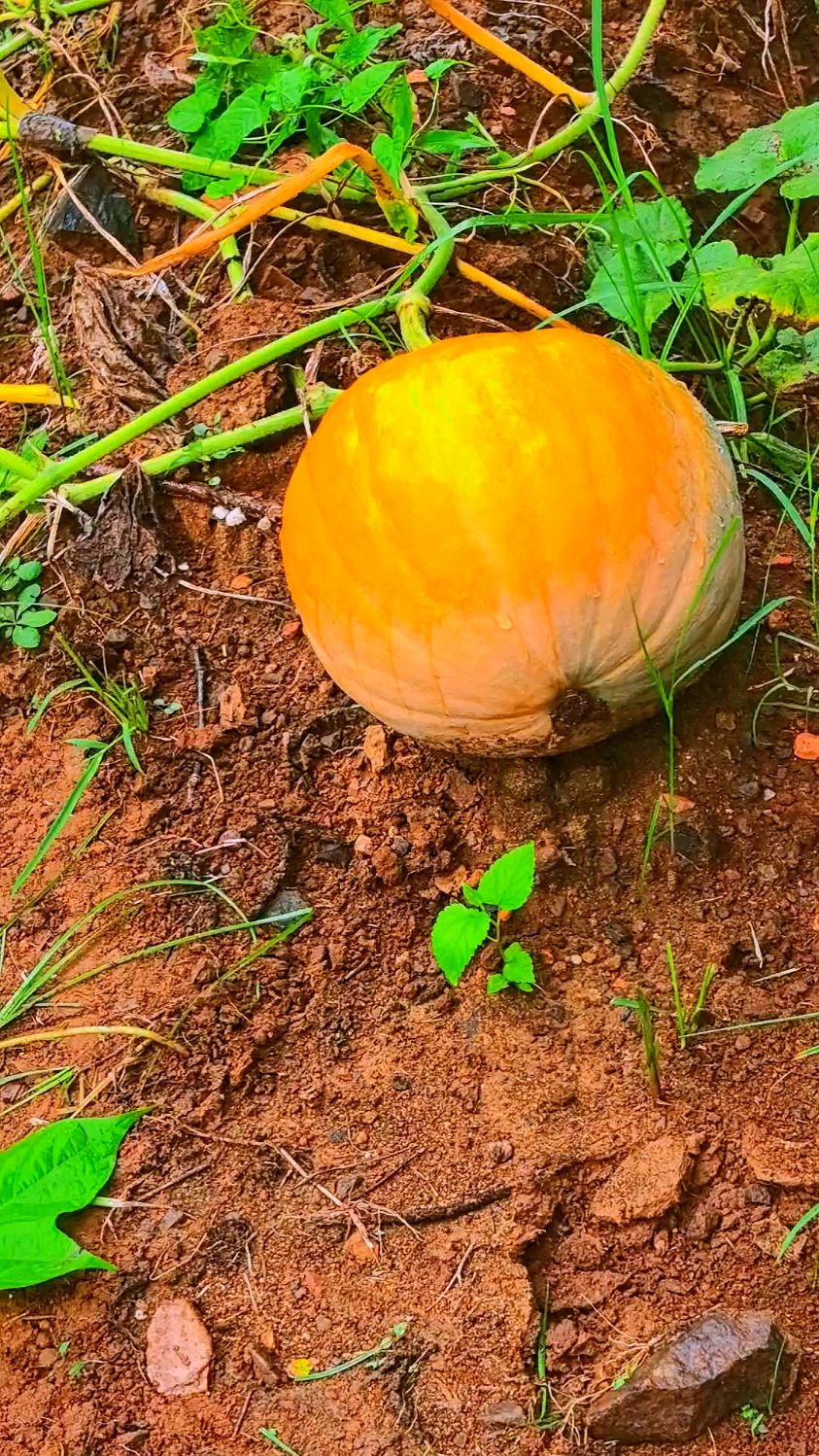 红米饭南瓜汤老窝瓜吃着就是香
