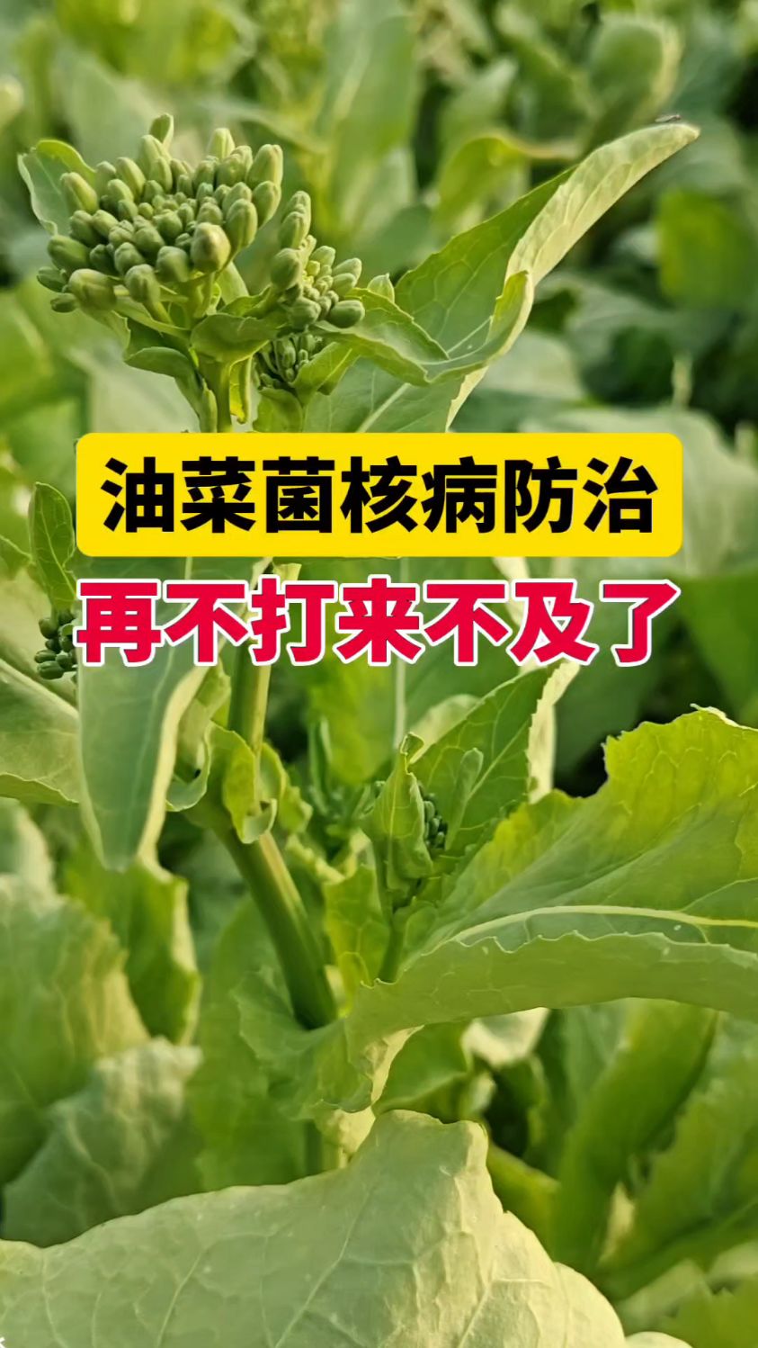 油菜菌核病防治再不打来不及了
