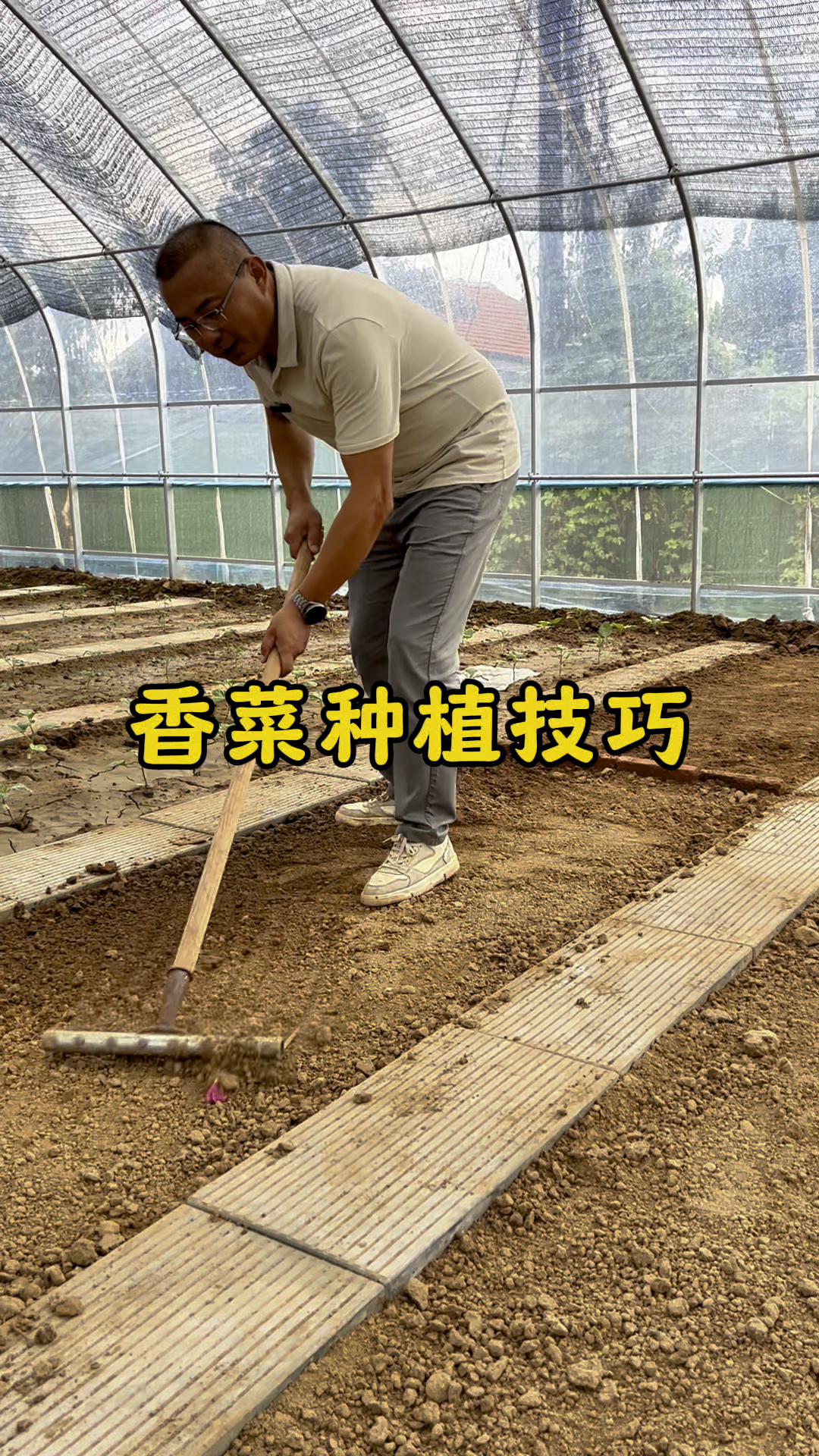 香菜怎么种出苗快