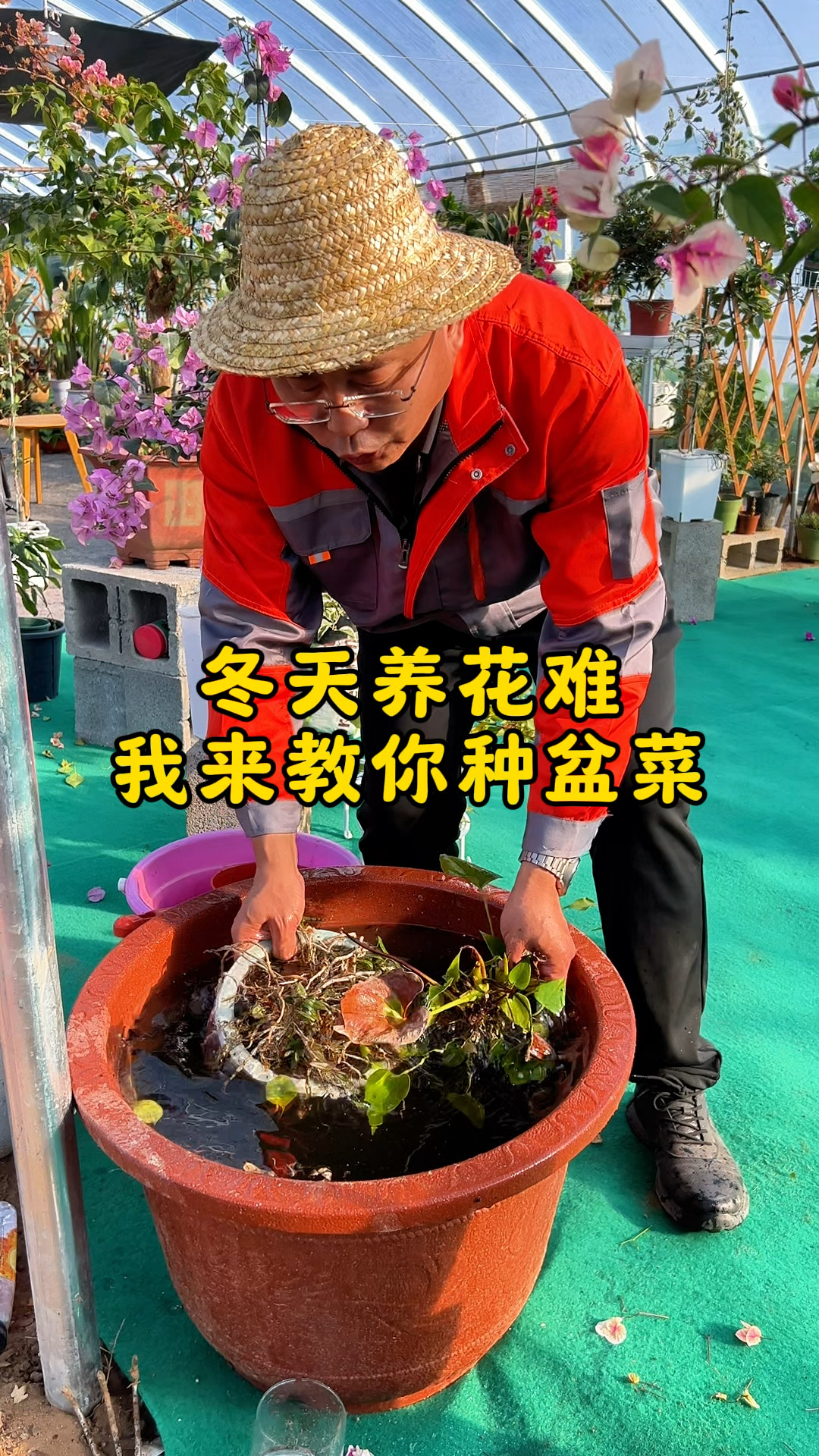 教你在家自己种菜