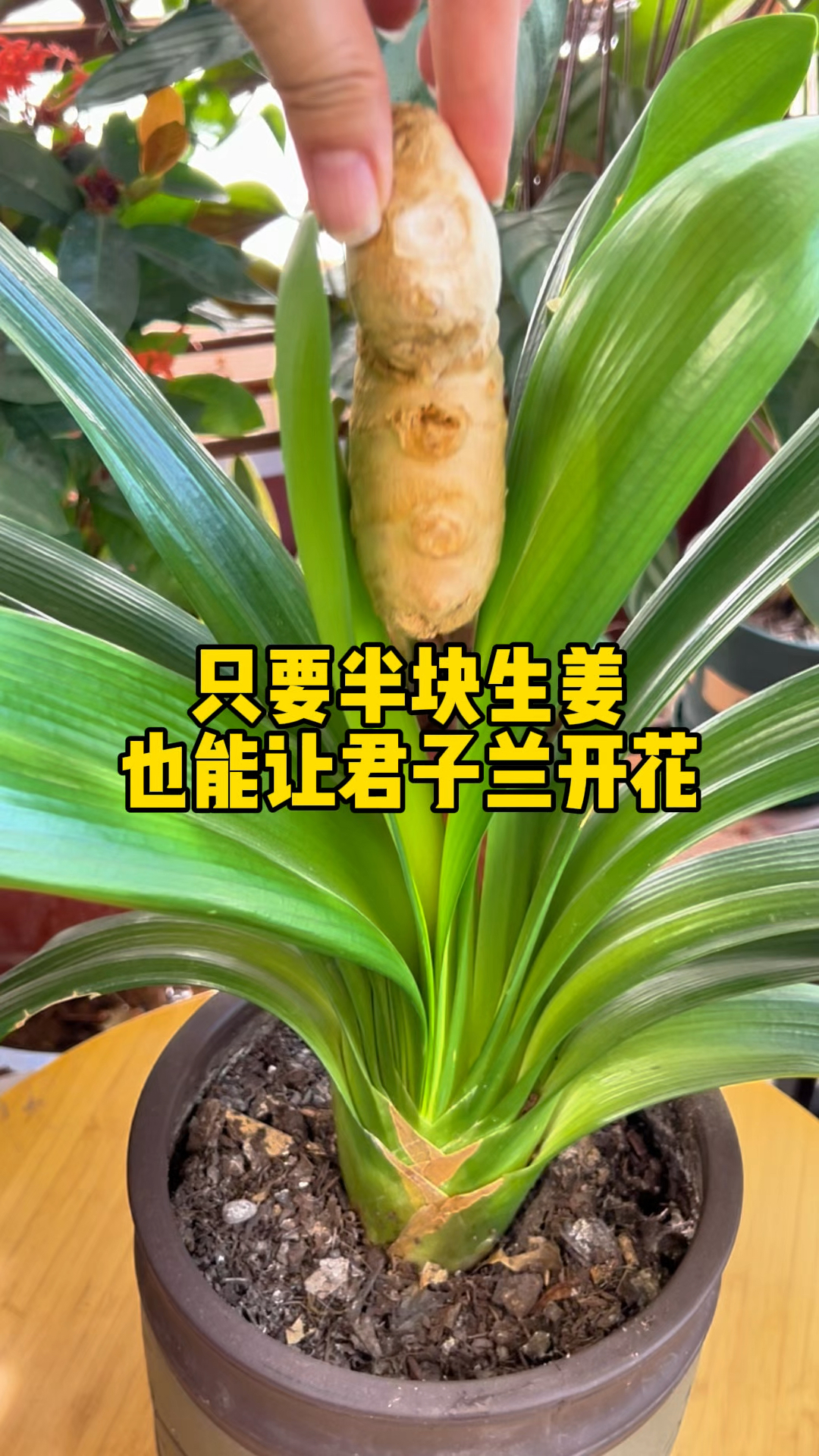只要半块生姜就能让君子兰花开爆满盆