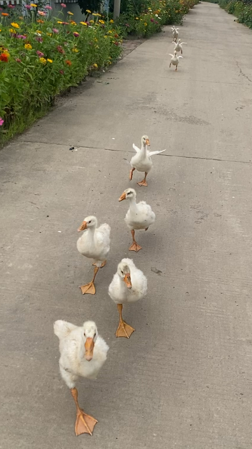 我可爱的小鹅朋友!