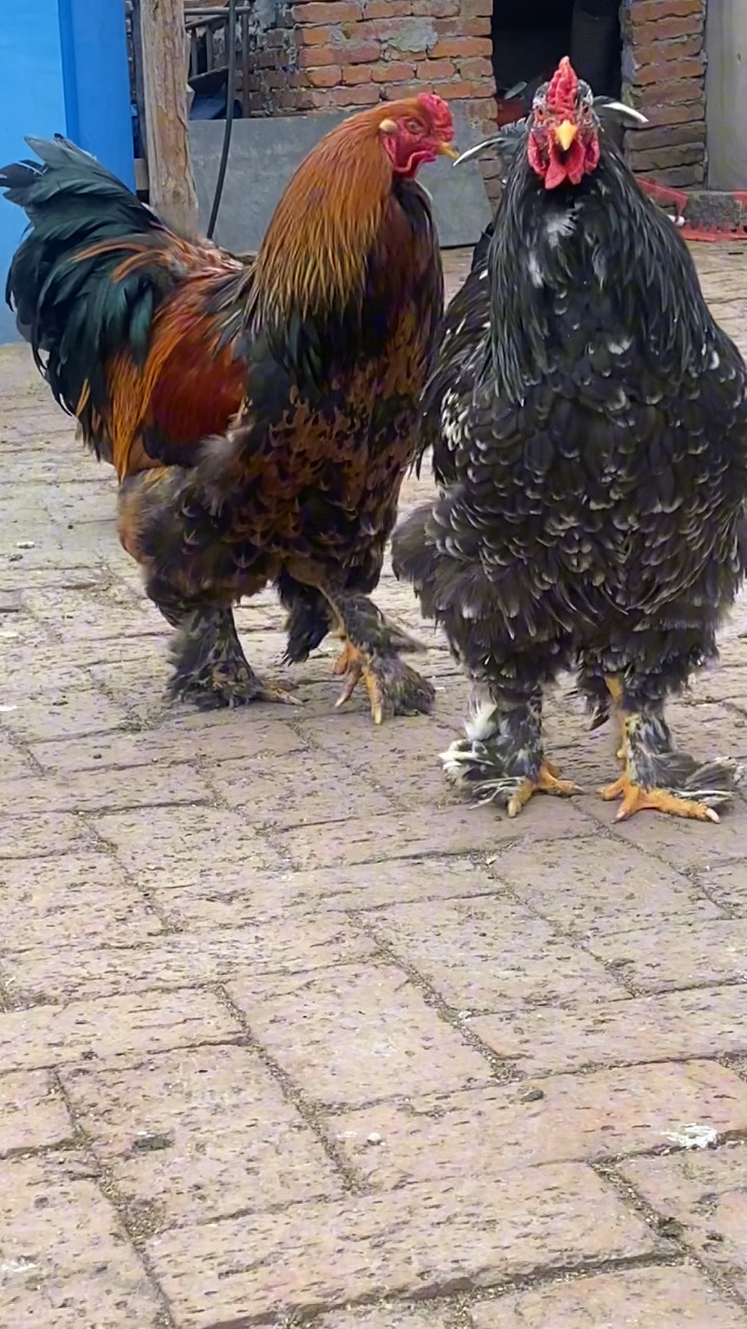 婆罗门鸡,八母两公,有种蛋!