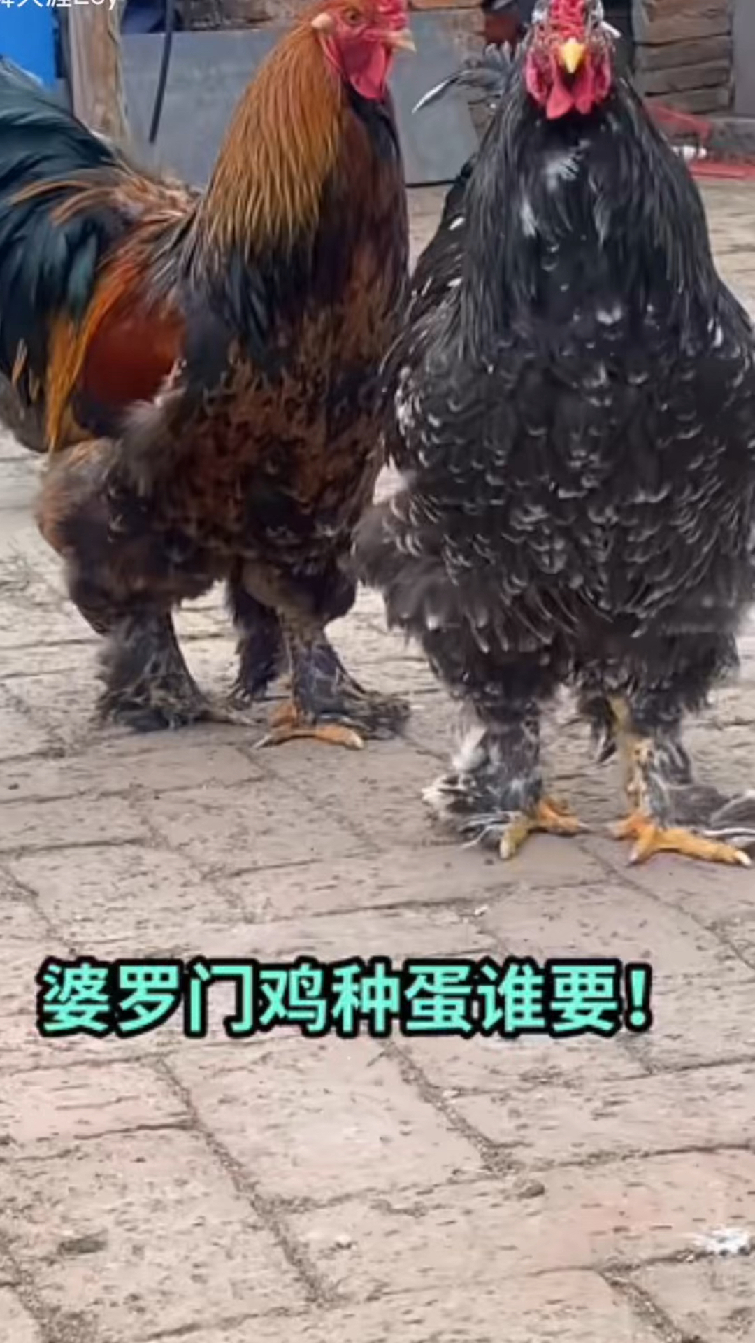 婆罗门鸡种蛋有人要吗