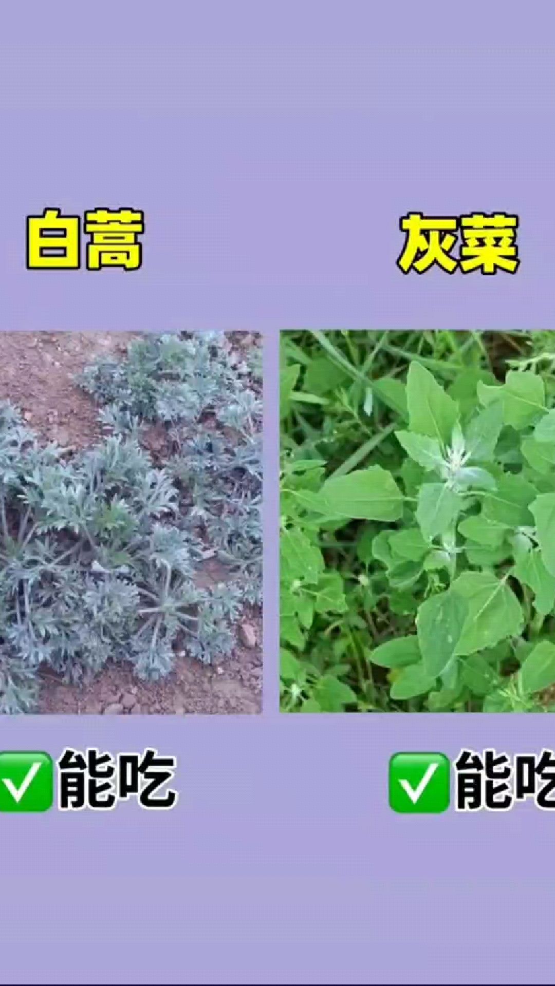 春食野菜正当时,这些大家都认识吗?
