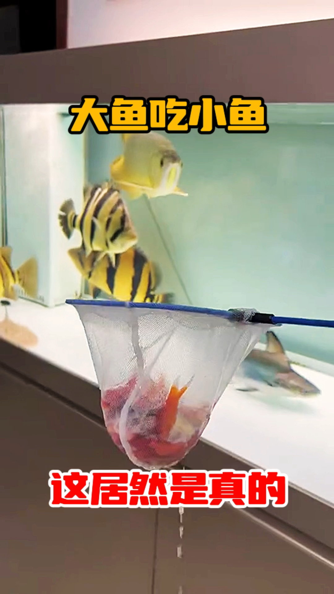 大鱼吃小鱼,这居然是真的