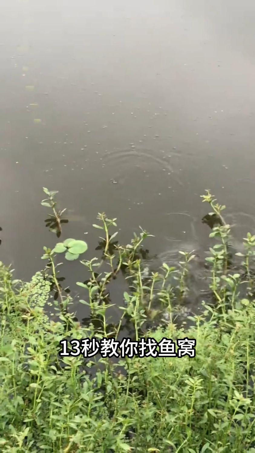 新手钓鱼要知道怎么找鱼窝