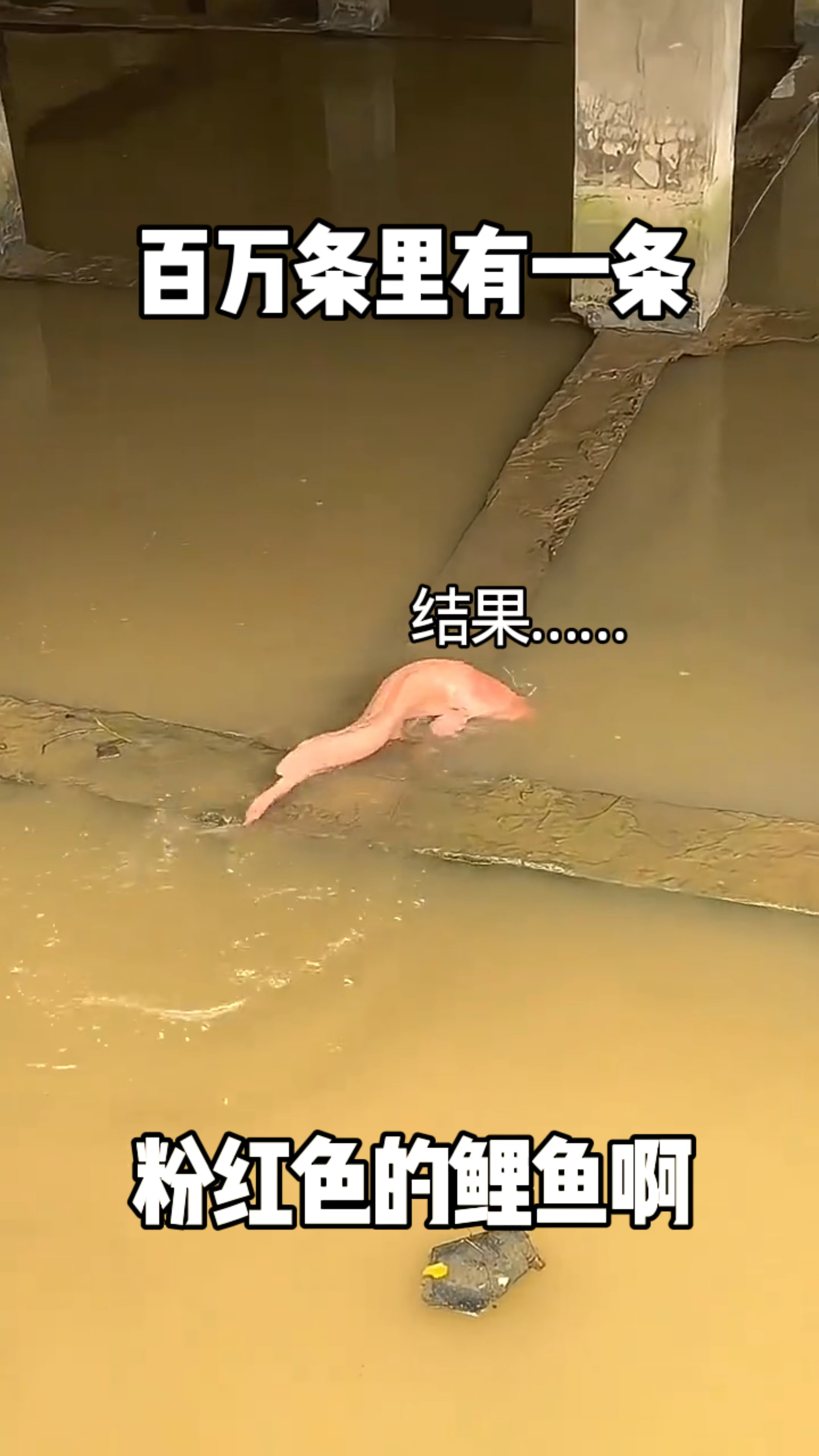 粉红色的鲤鱼，十万里面有一条，百万条里才有一条？