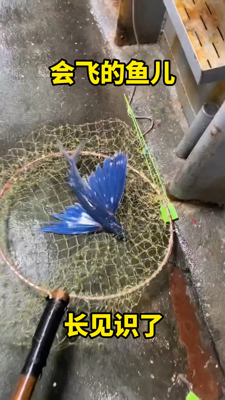 长了翅膀的鱼你见过吗