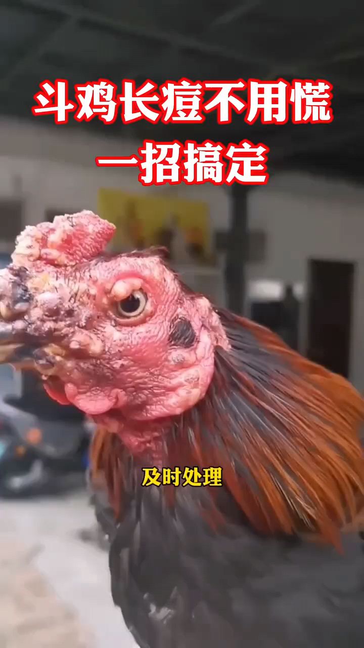 鸡鸭鹅长了很多痘儿。