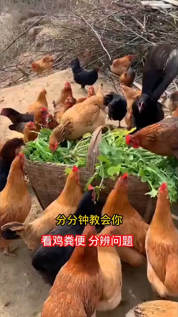 看鸡粪便分别鸡病