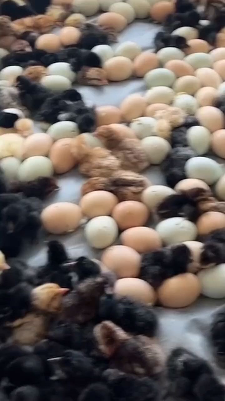 小鸡出壳20天怎么喂