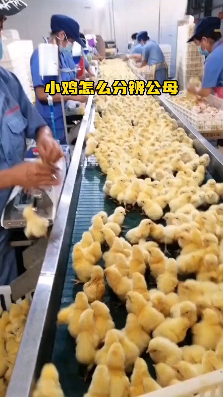 小鸡怎么分公母啊