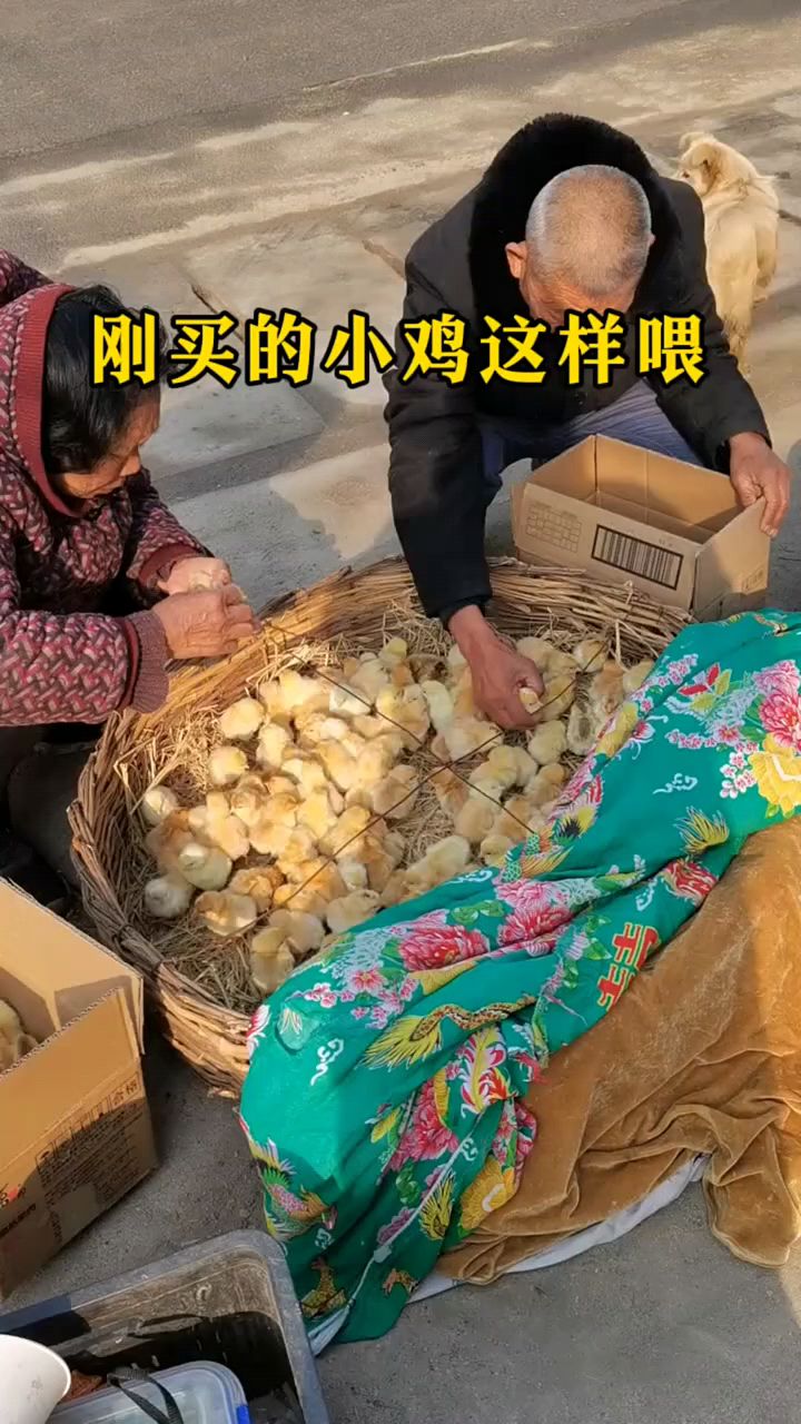 刚买的小鸡怎么喂提高成活率