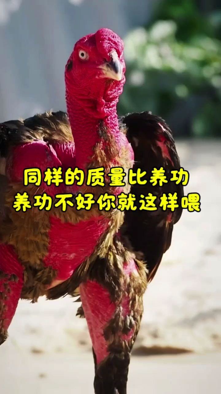 斗鸡养功不好怎么办