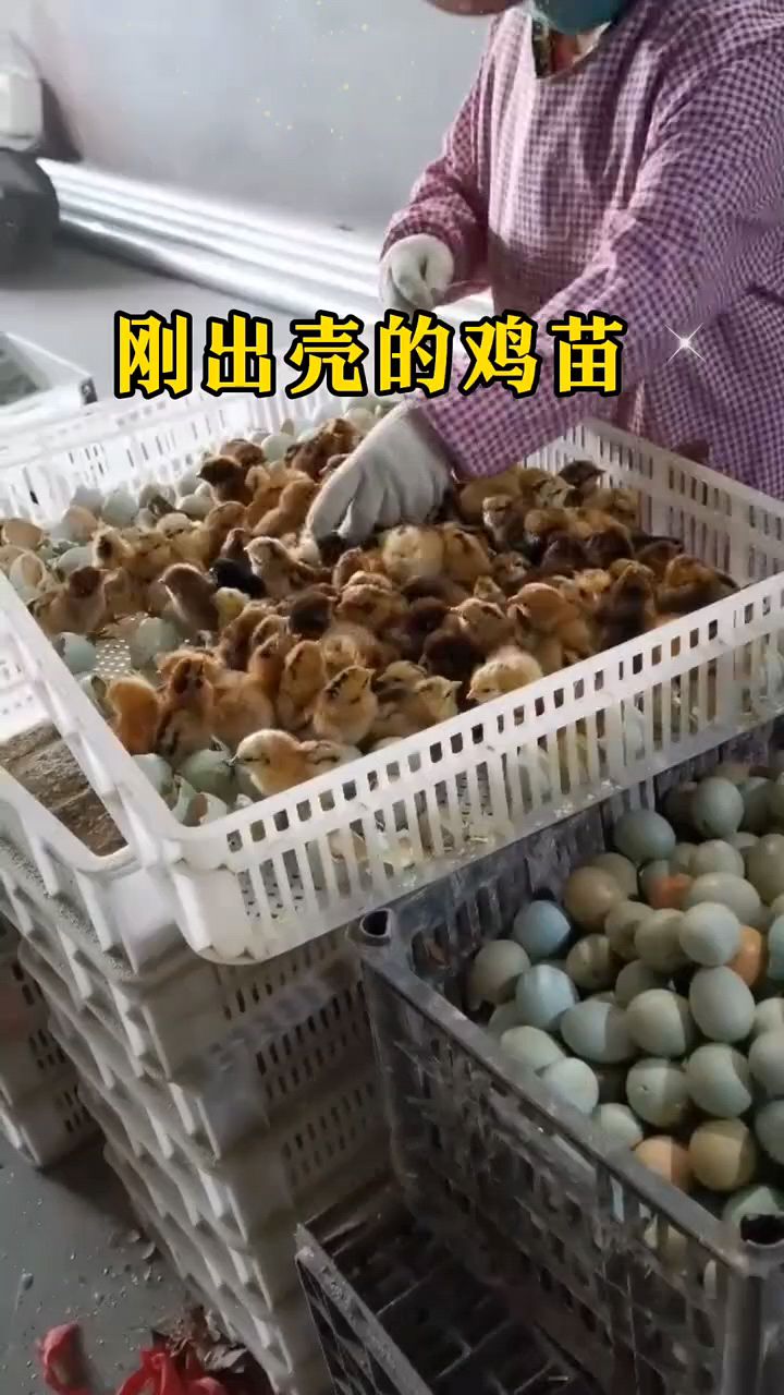 小鸡出壳怎么喂好