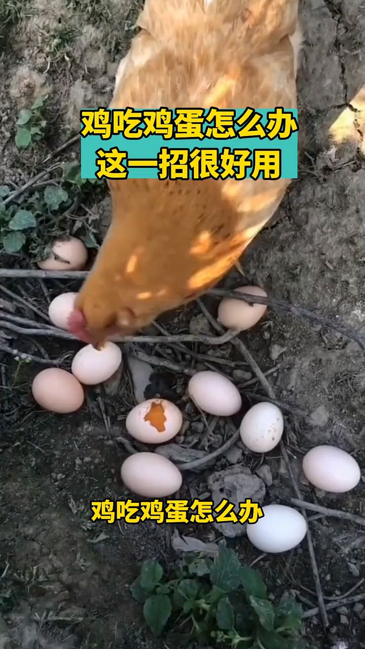 鸡吃鸡蛋怎么办啊