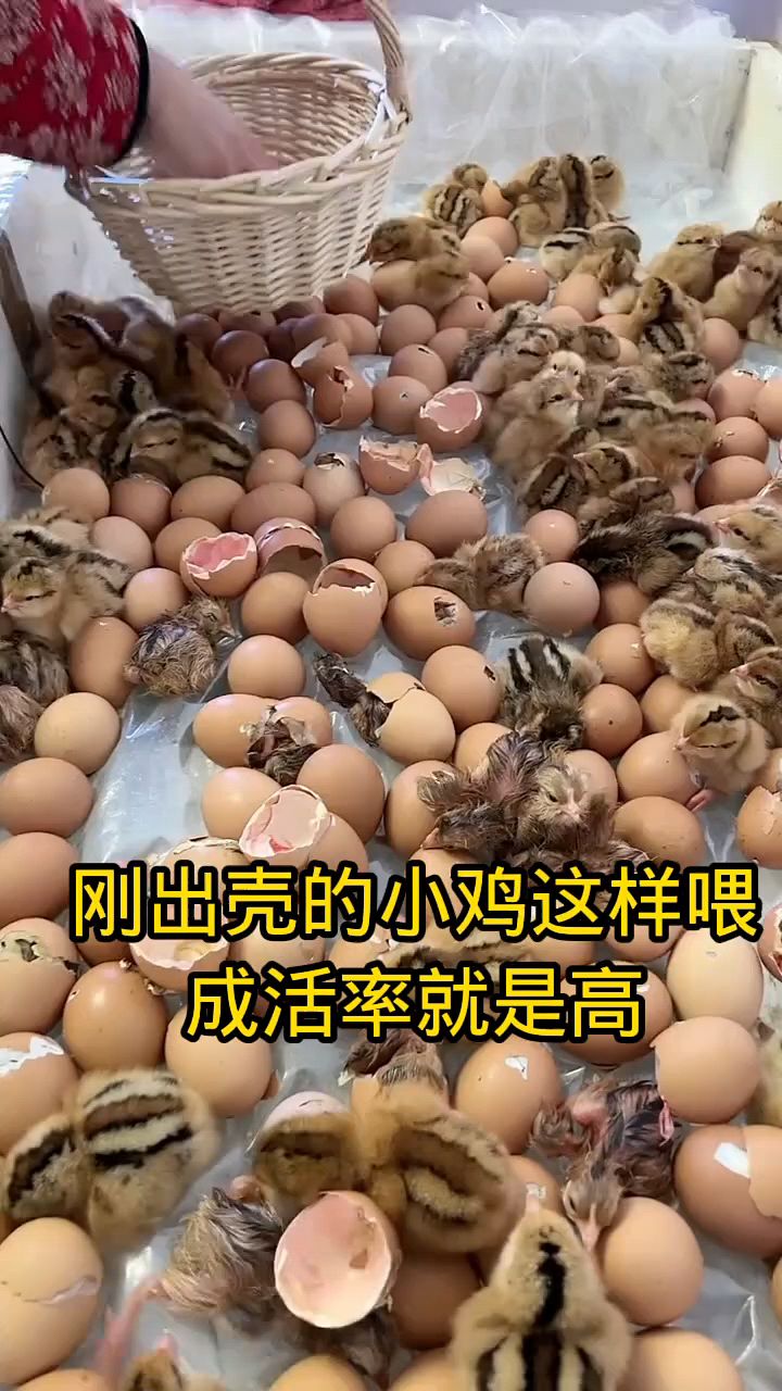 小鸡出壳后怎么喂上膘快