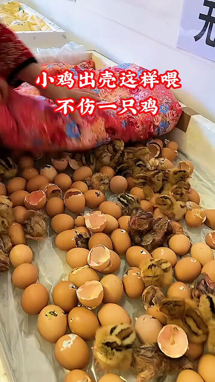 小鸡出壳这样喂不伤一只鸡