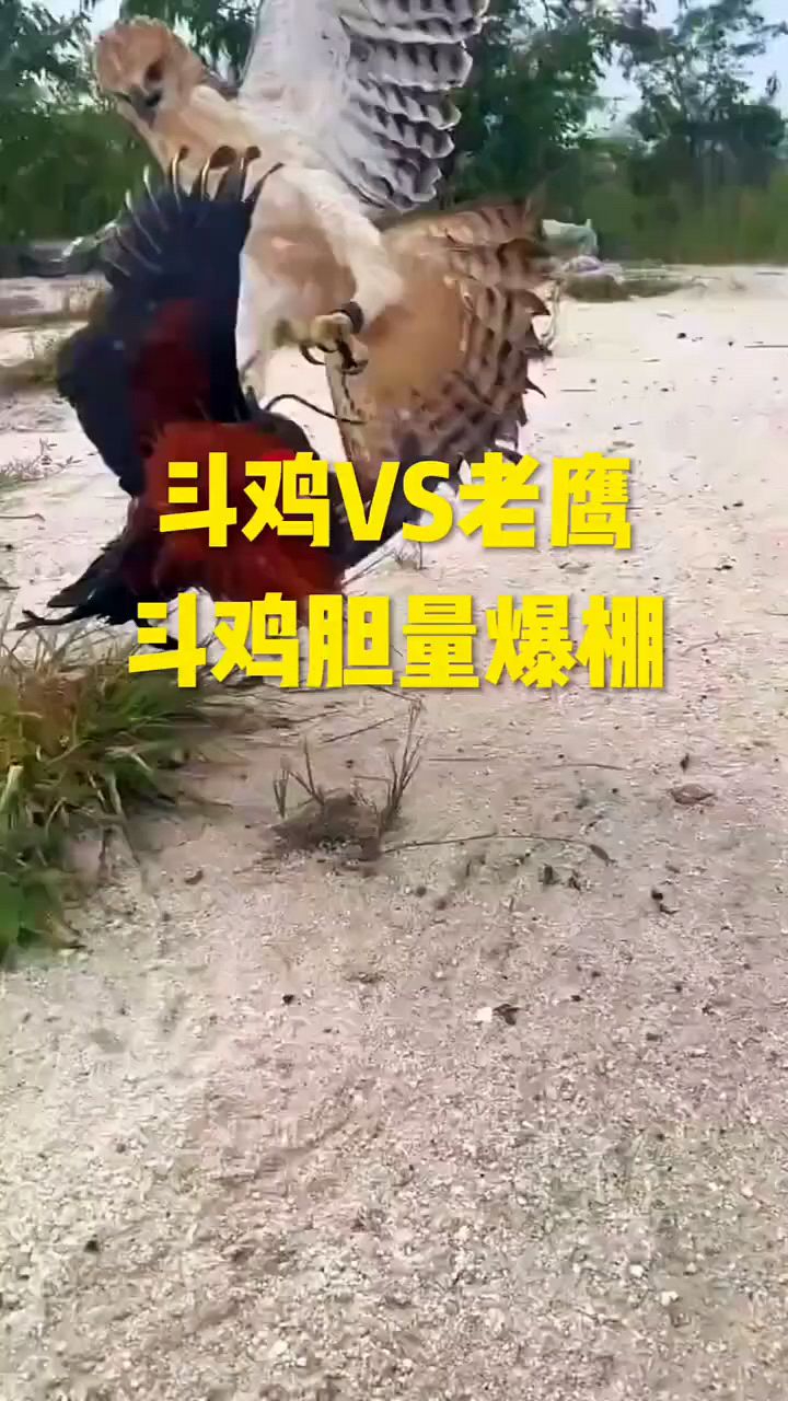 斗鸡和老鹰谁更厉害?