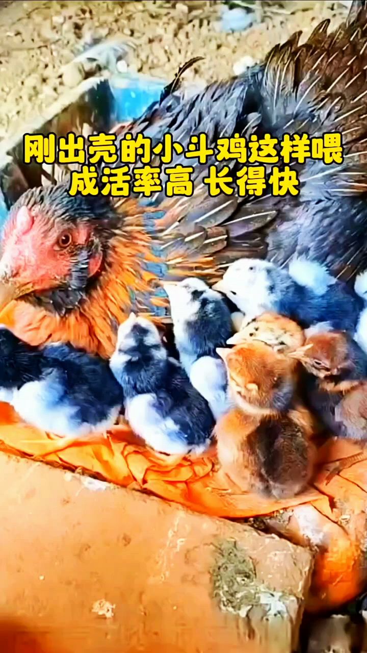 刚出壳小姐怎么喂啊