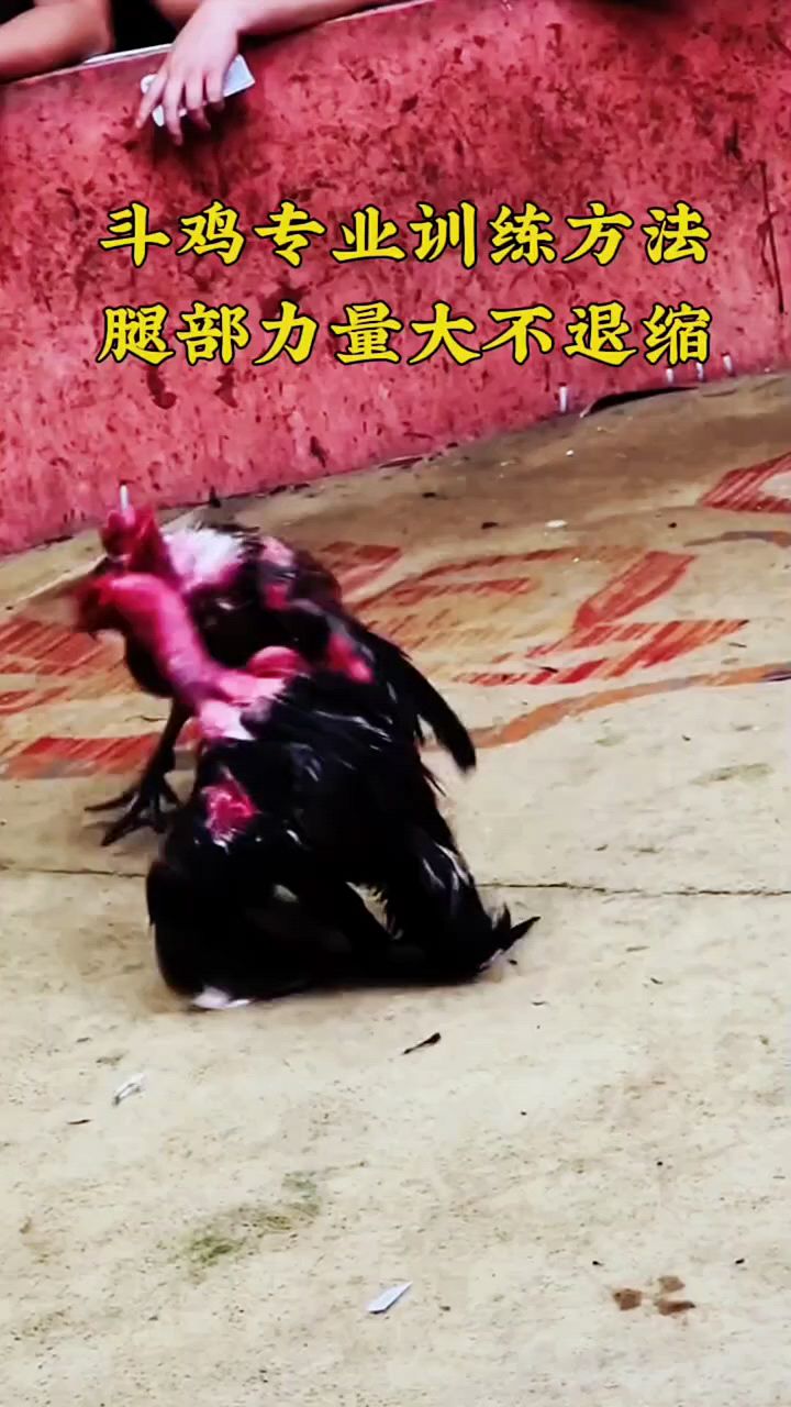 斗鸡腿部力量训练