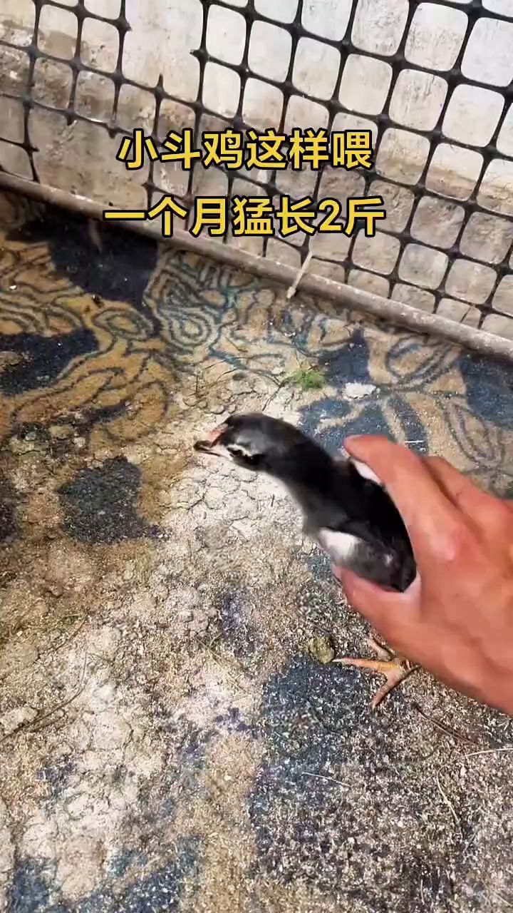 小斗鸡这样喂,一个月猛长2斤