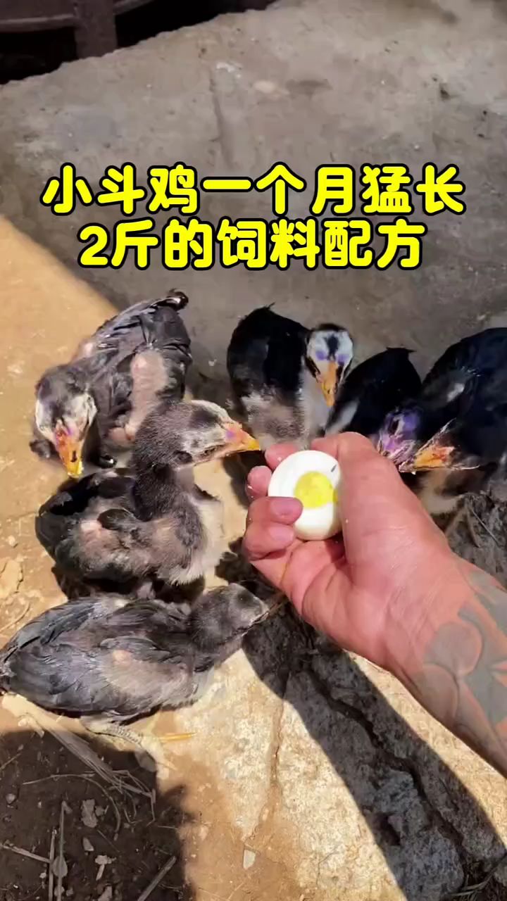 小斗鸡一个月猛长2斤的饲料配方
