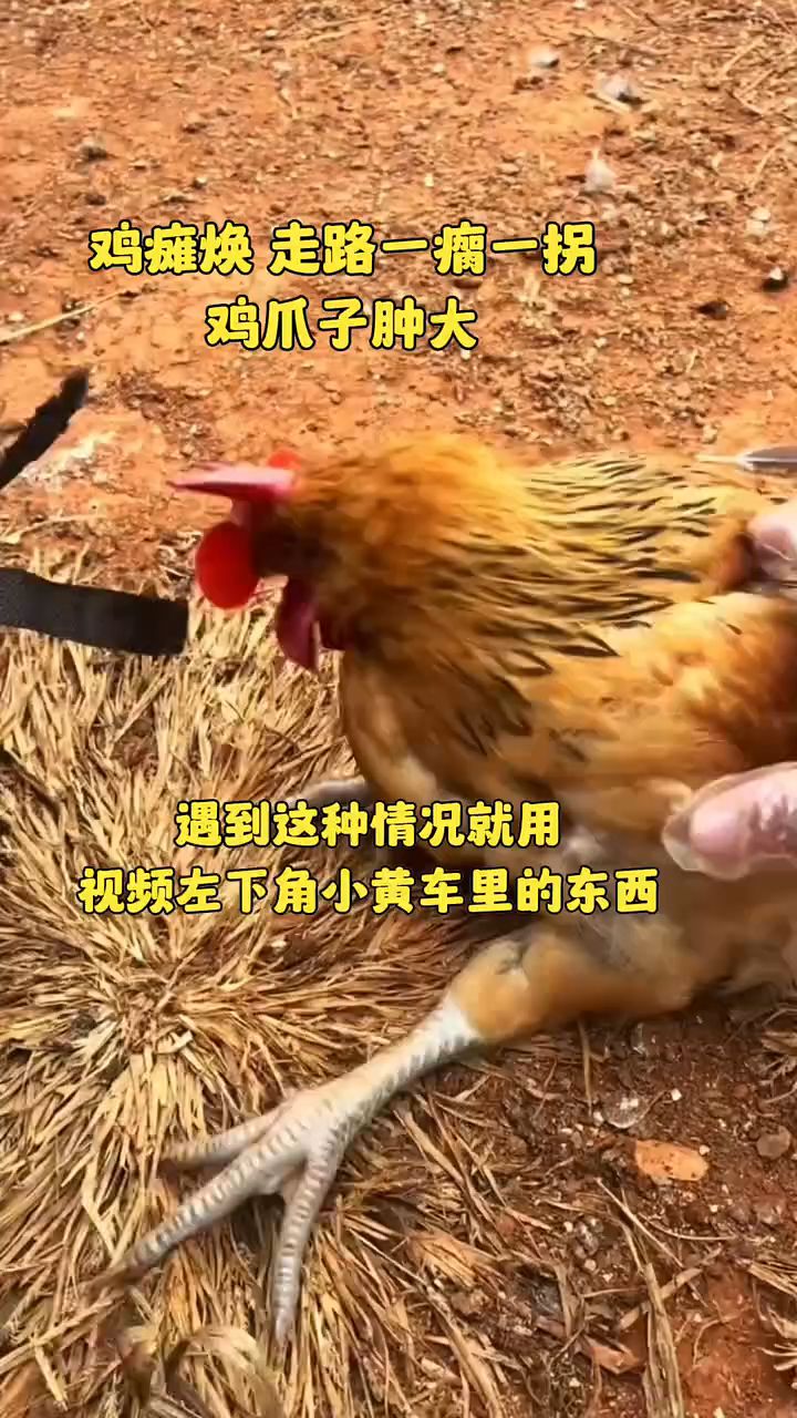 鸡瘫痪,走路一瘸一拐,鸡爪子肿大