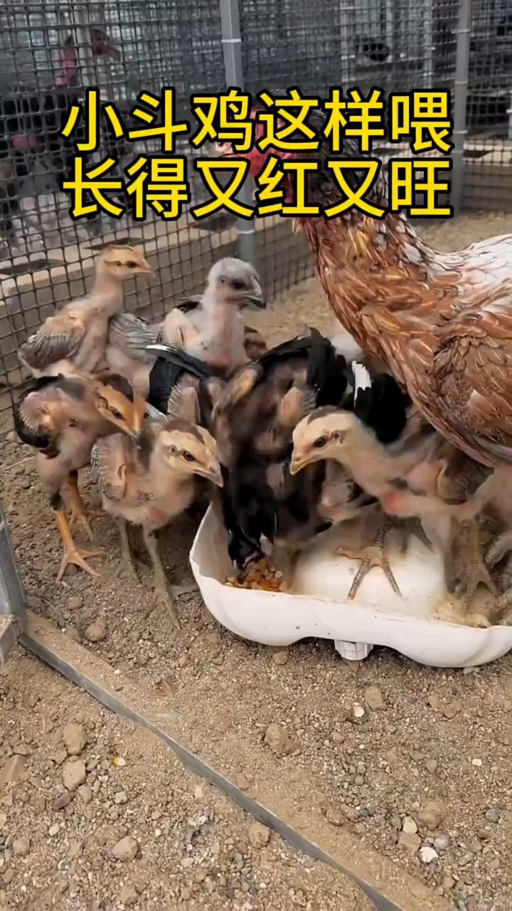 小斗鸡这样喂,长得又红又旺