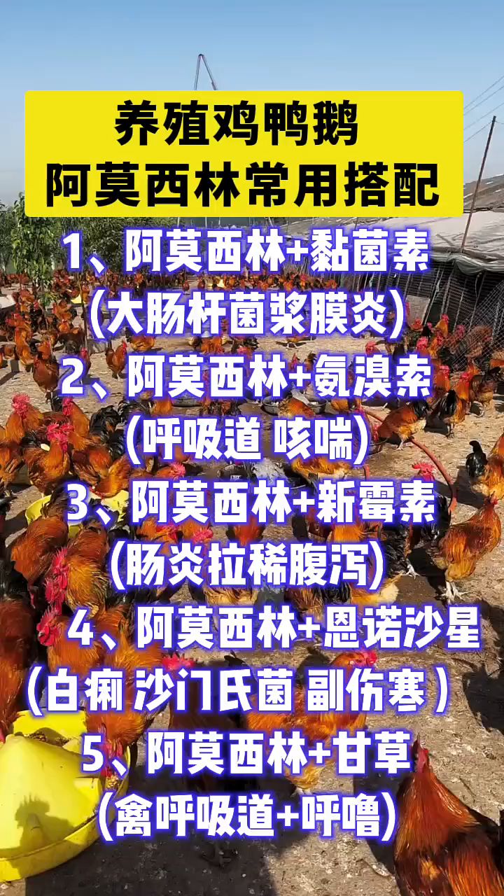 养殖鸡鸭鹅阿莫西林常用搭配