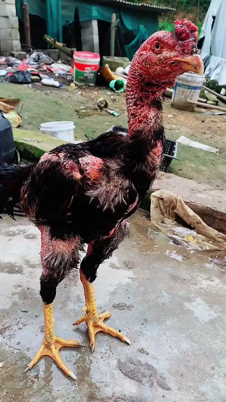 斗鸡赛后全身发白怎么办？