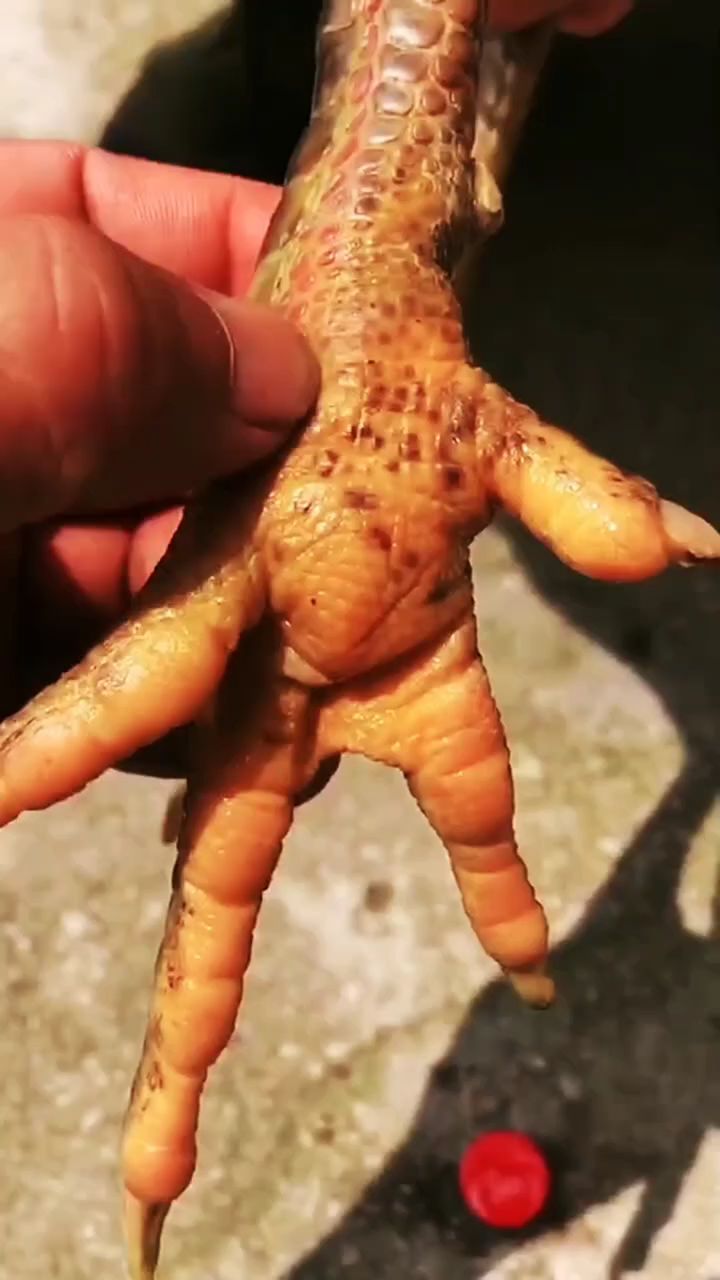 斗鸡脚肿，该怎么办？