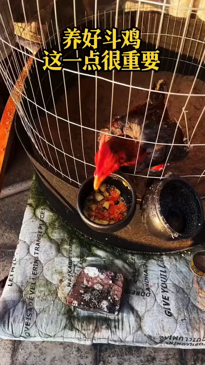 养好斗鸡,这一点很重要