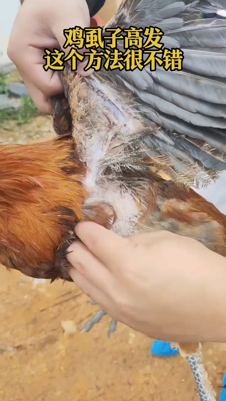 鸡虱子高发,这个方法很不错
