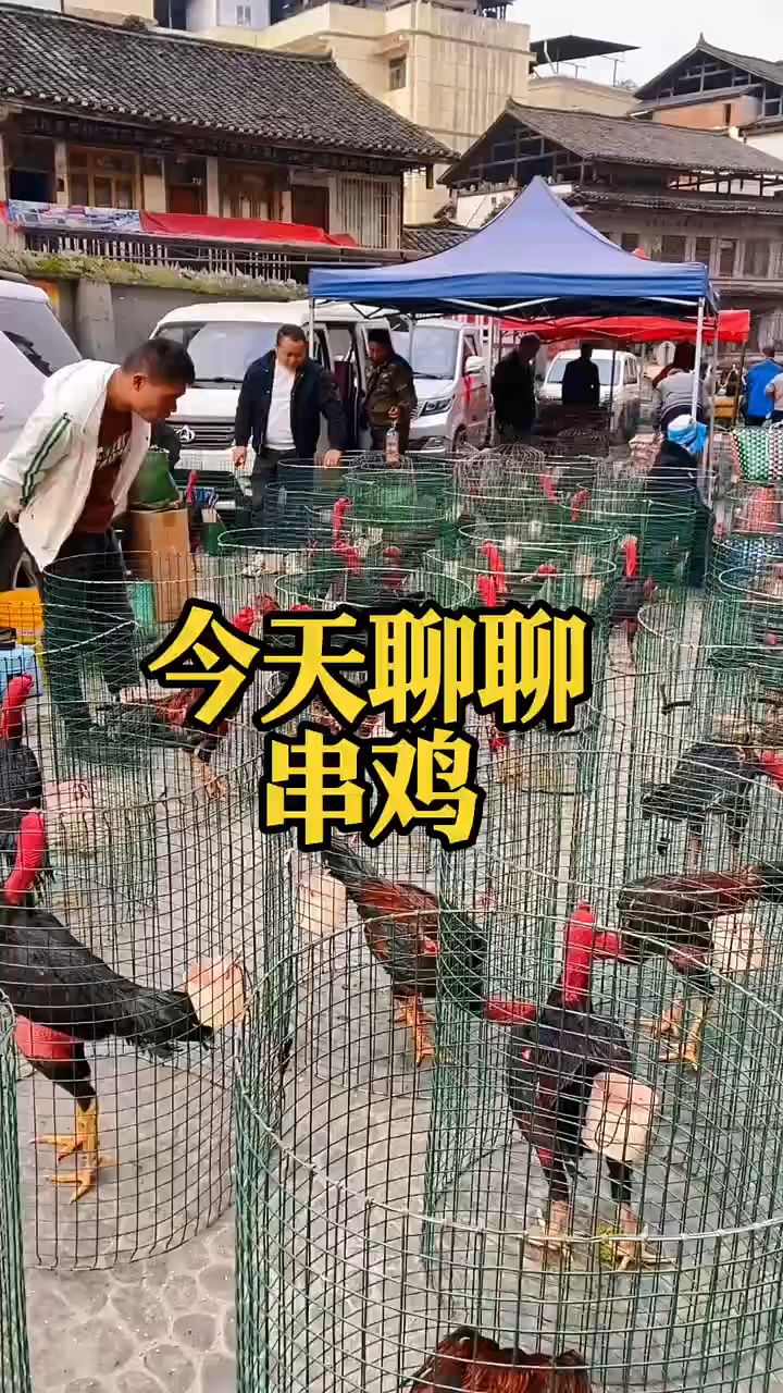 今天来聊聊串鸡。