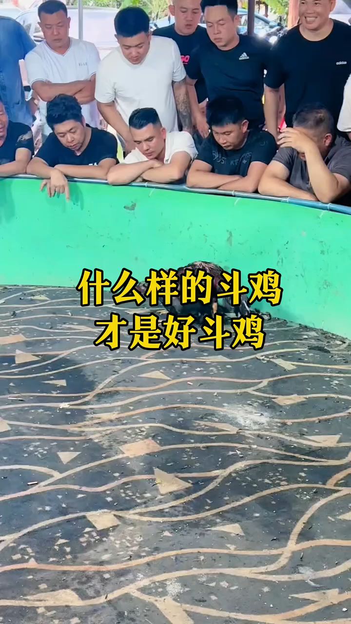 什么样的斗鸡才是好斗鸡？