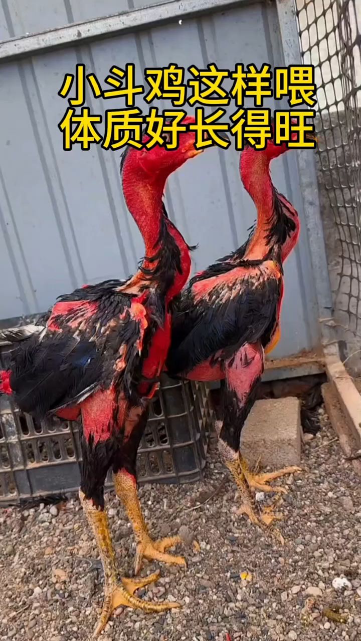 小斗鸡这样喂,体质好长的旺