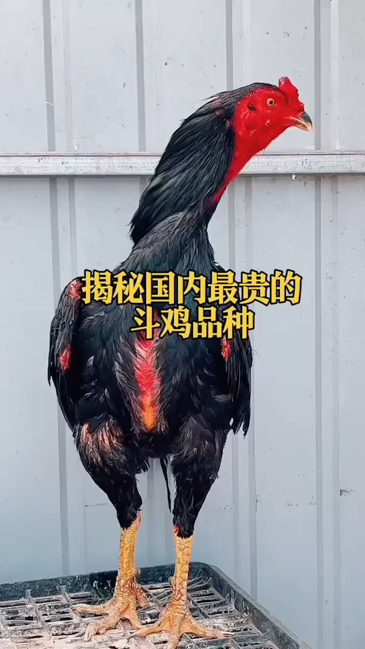 国内最贵斗鸡品种