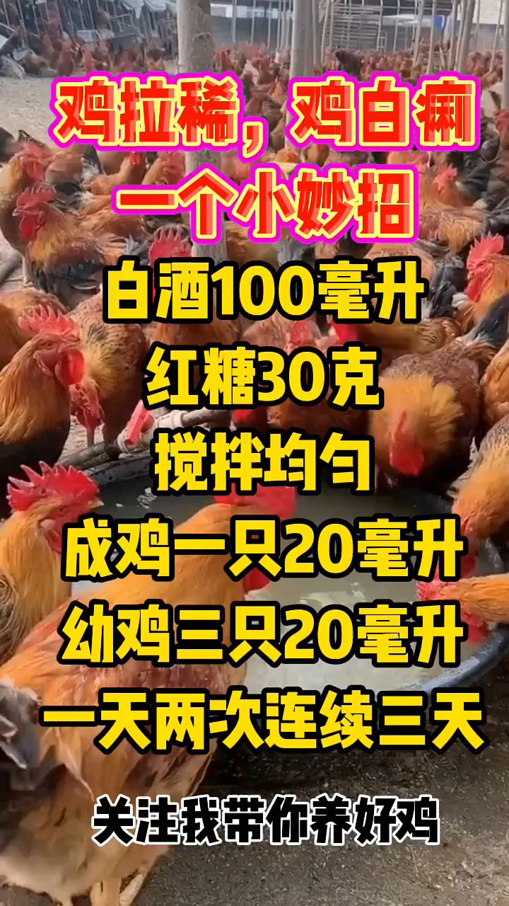 鸡拉稀,鸡白痢一个小妙招