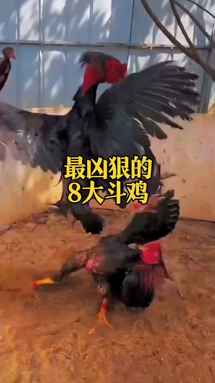 最凶狠的8大斗鸡你知道吗