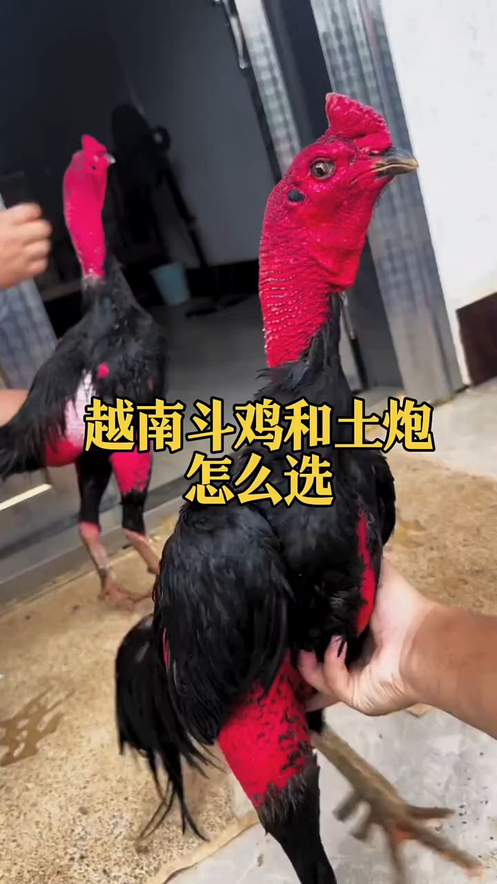 越南斗鸡和土炮怎么选?