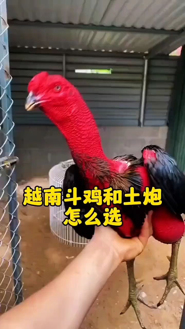 越南斗鸡和土炮怎么选？