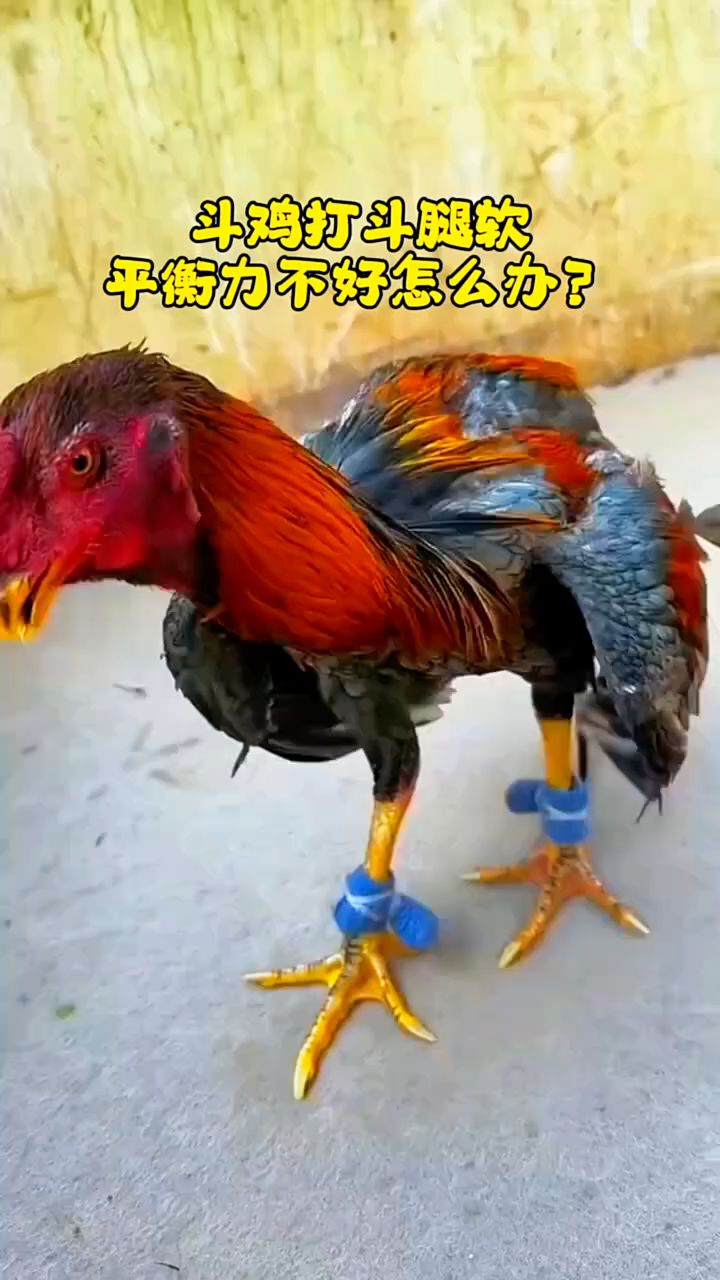 斗鸡打斗腿软,平衡力不好怎么办?