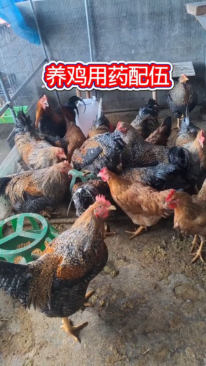 养鸡用药配伍,养鸡人要知道