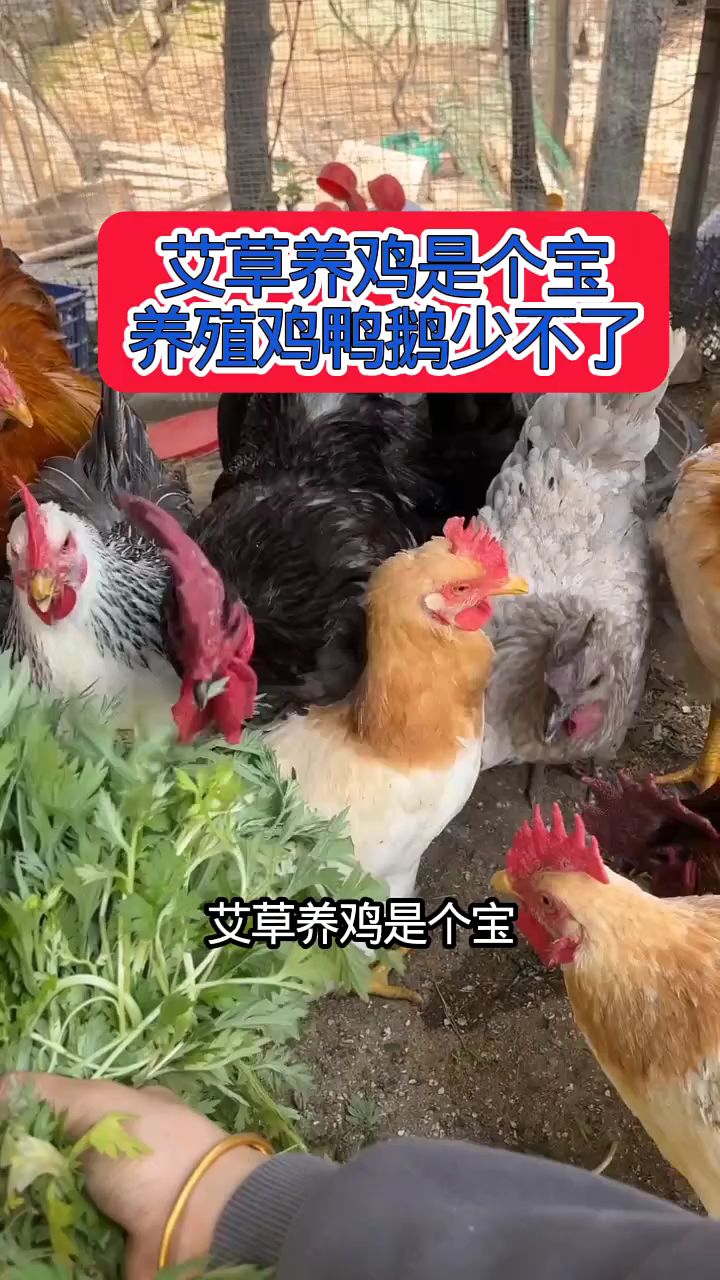 艾草养鸡是个宝,养殖鸡鸭鹅少不了